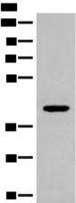 FCGRT / FCRN Antibody - Western blot analysis of 293T cell lysate  using FCGRT Polyclonal Antibody at dilution of 1:500