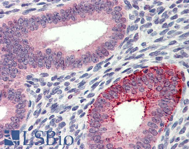 FCHO1 Antibody - Anti-FCHO1 antibody IHC of human uterus. Immunohistochemistry of formalin-fixed, paraffin-embedded tissue after heat-induced antigen retrieval. Antibody concentration 5 ug/ml.  This image was taken for the unconjugated form of this product. Other forms have not been tested.