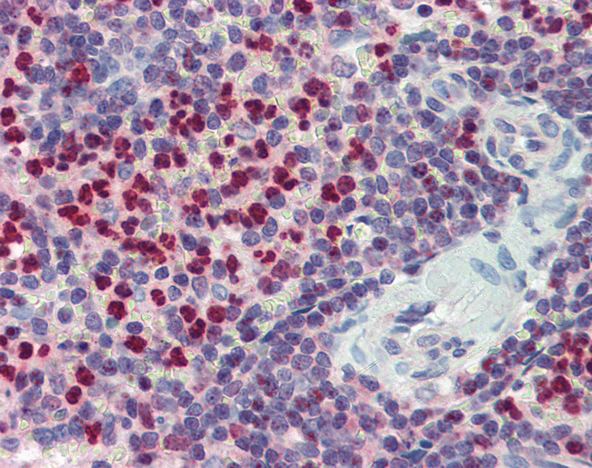 FCHO1 Antibody - Anti-FCHO1 antibody IHC of human spleen. Immunohistochemistry of formalin-fixed, paraffin-embedded tissue after heat-induced antigen retrieval. Antibody concentration 5 ug/ml.  This image was taken for the unconjugated form of this product. Other forms have not been tested.