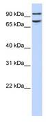 FCHO1 Antibody - Western analysis of 293T cell lysate.  This image was taken for the unconjugated form of this product. Other forms have not been tested.