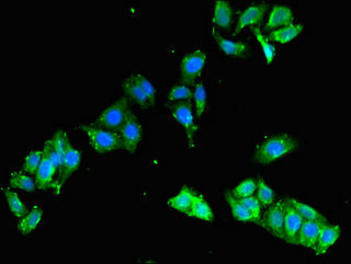 FCHO2 Antibody - Immunofluorescent analysis of HepG2 cells using FCHO2 Antibody at dilution of 1:100 and Alexa Fluor 488-congugated AffiniPure Goat Anti-Rabbit IgG(H+L)
