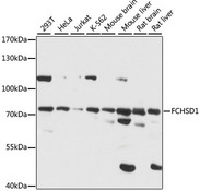 FCHSD1 Antibody - Western blot analysis of extracts of various cell lines, using FCHSD1 antibody at 1:1000 dilution. The secondary antibody used was an HRP Goat Anti-Rabbit IgG (H+L) at 1:10000 dilution. Lysates were loaded 25ug per lane and 3% nonfat dry milk in TBST was used for blocking. An ECL Kit was used for detection and the exposure time was 15S.