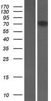 FCHSD1 Protein - Western validation with an anti-DDK antibody * L: Control HEK293 lysate R: Over-expression lysate