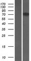 FCHSD1 Protein - Western validation with an anti-DDK antibody * L: Control HEK293 lysate R: Over-expression lysate