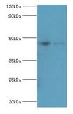 FCMR / FAIM3 Antibody - Western blot. All lanes: Fas apoptotic inhibitory molecule 3 antibody at 2 ug/ml. Lane 1: rat spleen tissue Lane 2: rat kidney tissue. Secondary antibody: goat polyclonal to rabbit at 1:10000 dilution. Predicted band size: 47 kDa. Observed band size: 47 kDa.  This image was taken for the unconjugated form of this product. Other forms have not been tested.