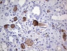 FCMR / FAIM3 Antibody - IHC of paraffin-embedded Human Kidney tissue using anti-FAIM3 mouse monoclonal antibody. (Heat-induced epitope retrieval by 1 mM EDTA in 10mM Tris, pH8.5, 120°C for 3min).