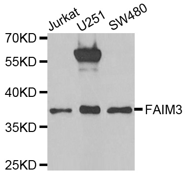 FCMR / FAIM3 Antibody - Western blot analysis of extracts of various cell lines.