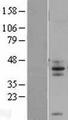 FCMR / FAIM3 Protein - Western validation with an anti-DDK antibody * L: Control HEK293 lysate R: Over-expression lysate