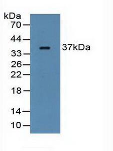 FCN1 / Ficolin-1 Antibody - Western Blot; Sample: Rat Serum.