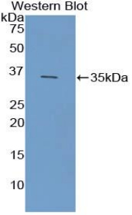 FCN1 / Ficolin-1 Antibody - Western blot of recombinant FCN1 / Ficolin-1.  This image was taken for the unconjugated form of this product. Other forms have not been tested.