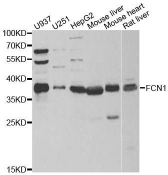 FCN1 / Ficolin-1 Antibody - Western blot analysis of extracts of various cell lines.