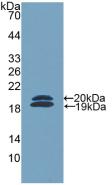 FCN2 / Ficolin-2 Antibody - Western Blot; Sample: Recombinant FCN2, Mouse.