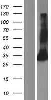 FCN2 / Ficolin-2 Protein - Western validation with an anti-DDK antibody * L: Control HEK293 lysate R: Over-expression lysate