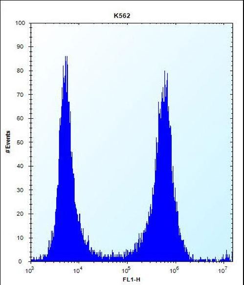 FCN3 / Ficolin-3 Antibody - FCN3 Antibody flow cytometry of K562 cells (right histogram) compared to a negative control cell (left histogram). FITC-conjugated donkey-anti-rabbit secondary antibodies were used for the analysis.