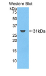 FCN3 / Ficolin-3 Antibody - Western blot of recombinant FCN3 / Ficolin-3.  This image was taken for the unconjugated form of this product. Other forms have not been tested.