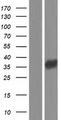 FCN3 / Ficolin-3 Protein - Western validation with an anti-DDK antibody * L: Control HEK293 lysate R: Over-expression lysate