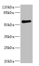 FCRL2 / IRTA4 Antibody - Western blot All Lanes: FCRL2antibody IgG at 1.78ug/ml+ 293T whole cell lysate Secondary Goat polyclonal to rabbit IgG at 1/10000 dilution Predicted band size: 56,28,21,16,23 kDa Observed band size: 56 kDa