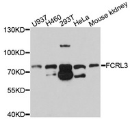 FCRL3 Antibody - Western blot analysis of extracts of various cell lines, using FCRL3 antibody at 1:1000 dilution. The secondary antibody used was an HRP Goat Anti-Rabbit IgG (H+L) at 1:10000 dilution. Lysates were loaded 25ug per lane and 3% nonfat dry milk in TBST was used for blocking. An ECL Kit was used for detection and the exposure time was 30s.