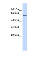 FCRL4 / IRTA1 / CD307d Antibody - FCRL4 antibody Western blot of 293T cell lysate. This image was taken for the unconjugated form of this product. Other forms have not been tested.