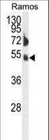 FCRL4 / IRTA1 / CD307d Antibody - Western blot of FCRL4 Antibody in Ramos cell line lysates (35 ug/lane). FCRL4 (arrow) was detected using the purified antibody.