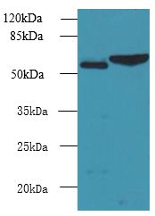 FCRL4 / IRTA1 / CD307d Antibody - Western blot. All lanes: FCRL4 antibody at 6 ug/ml. Lane 1: 293T whole cell lysate. Lane 2: Mouse brain tissue. Secondary antibody: Goat polyclonal to Rabbit IgG at 1:10000 dilution. Predicted band size: 57 kDa. Observed band size: 57 kDa.