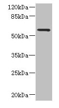 FCRL4 / IRTA1 / CD307d Antibody - Western blot All lanes: FCRL4 antibody at 6µg/ml Lane 1: 293T whole cell lysate Lane 2: Mouse brain tissue Secondary Goat polyclonal to rabbit IgG at 1/10000 dilution Predicted band size: 58, 57 kDa Observed band size: 58 kDa