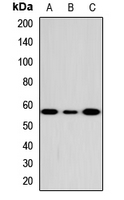 FCRL4 / IRTA1 / CD307d Antibody