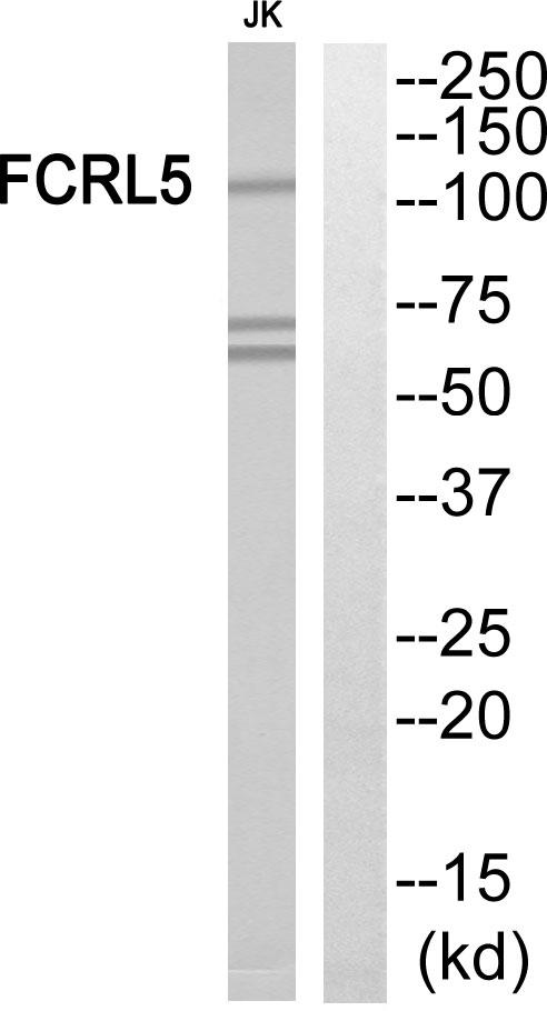 FCRL5 / CD307 Antibody - Western blot analysis of extracts from Jurkat cells, using FCRL5 antibody.