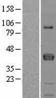 FCRLA Protein - Western validation with an anti-DDK antibody * L: Control HEK293 lysate R: Over-expression lysate