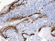 FDC-SP / C4orf7 Antibody - IHC testing of FFPE human tonsil tissue with FDCSP antibody at 1ug/ml. Required HIER: steam section in pH6 citrate buffer for 20 min and allow to cool prior to testing.