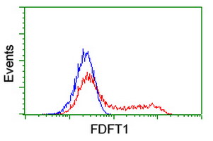 FDFT1 / Squalene Synthase Antibody - HEK293T cells transfected with either overexpress plasmid (Red) or empty vector control plasmid (Blue) were immunostained by anti-FDFT1 antibody, and then analyzed by flow cytometry.