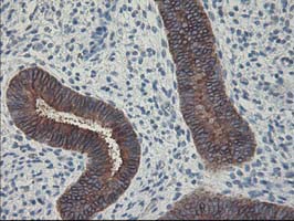 FDFT1 / Squalene Synthase Antibody - IHC of paraffin-embedded Human endometrium tissue using anti-FDFT1 mouse monoclonal antibody.