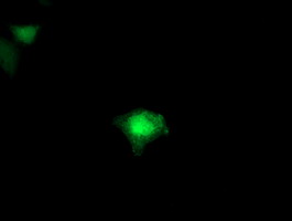 FDFT1 / Squalene Synthase Antibody - Anti-FDFT1 mouse monoclonal antibody immunofluorescent staining of COS7 cells transiently transfected by pCMV6-ENTRY FDFT1.