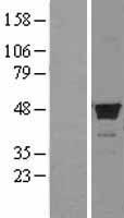 FDFT1 / Squalene Synthase Protein - Western validation with an anti-DDK antibody * L: Control HEK293 lysate R: Over-expression lysate
