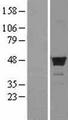 FDFT1 / Squalene Synthase Protein - Western validation with an anti-DDK antibody * L: Control HEK293 lysate R: Over-expression lysate