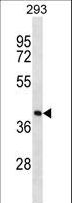 FDPS Antibody - FDPS Antibody western blot of 293 cell line lysates (35 ug/lane). The FDPS antibody detected the FDPS protein (arrow).