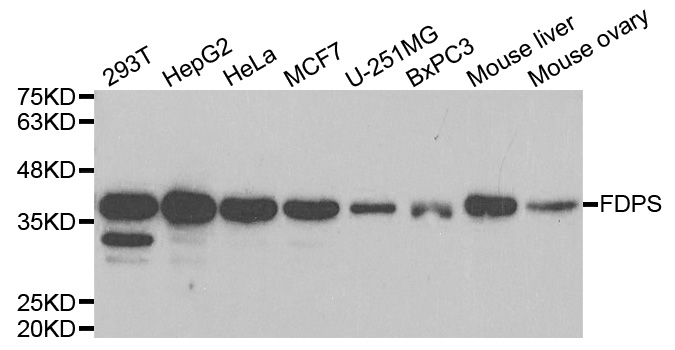 FDPS Antibody - Western blot analysis of extracts of various cell lines.