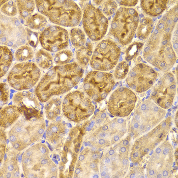 FDPS Antibody - Immunohistochemistry of paraffin-embedded Mouse kidney tissue.