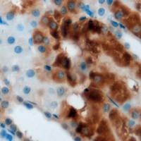 FDPS Antibody - Immunohistochemical analysis of FDPS staining in mouse kidney formalin fixed paraffin embedded tissue section. The section was pre-treated using heat mediated antigen retrieval with sodium citrate buffer (pH 6.0). The section was then incubated with the antibody at room temperature and detected using an HRP conjugated compact polymer system. DAB was used as the chromogen. The section was then counterstained with hematoxylin and mounted with DPX.
