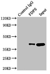 FDPS Antibody - Immunoprecipitating FDPS in HepG2 whole cell lysate Lane 1: Rabbit control IgG (1µg) instead of product in HepG2 whole cell lysate.For western blotting,a HRP-conjugated Protein G antibody was used as the Secondary antibody (1/2000) Lane 2: product (8µg) + HepG2 whole cell lysate (500µg) Lane 3: HepG2 whole cell lysate (10µg)