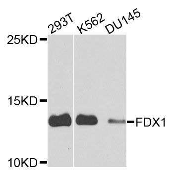 FDX1 / ADX Antibody - Western blot analysis of extracts of various cells.