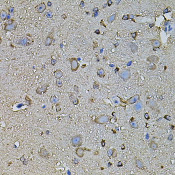 FDX1 / ADX Antibody - Immunohistochemistry of paraffin-embedded mouse brain tissue.