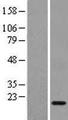 FDX1 / ADX Protein - Western validation with an anti-DDK antibody * L: Control HEK293 lysate R: Over-expression lysate