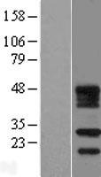 FDX1L Protein - Western validation with an anti-DDK antibody * L: Control HEK293 lysate R: Over-expression lysate