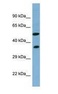 FDXR Antibody - FDXR antibody Western Blot of Human Small Intestine.  This image was taken for the unconjugated form of this product. Other forms have not been tested.