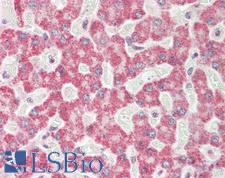 FDXR Antibody - Human Liver: Formalin-Fixed, Paraffin-Embedded (FFPE).  This image was taken for the unconjugated form of this product. Other forms have not been tested.