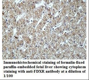 FDXR Antibody