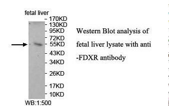 FDXR Antibody