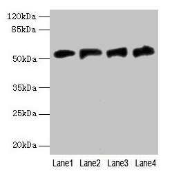 FDXR Antibody - Western blot All lanes: FDXR antibody at 6µg/ml Lane 1: A549 whole cell lysate Lane 2: Mouse liver tissue Lane 3: HepG2 whole cell lysate Lane 4: U251 whole cell lysate Secondary Goat polyclonal to rabbit IgG at 1/10000 dilution Predicted band size: 54, 55, 59, 49, 53, 50, 58 kDa Observed band size: 54 kDa