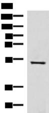 FDXR Antibody - Western blot analysis of HepG2 cell lysate  using FDXR Polyclonal Antibody at dilution of 1:1000